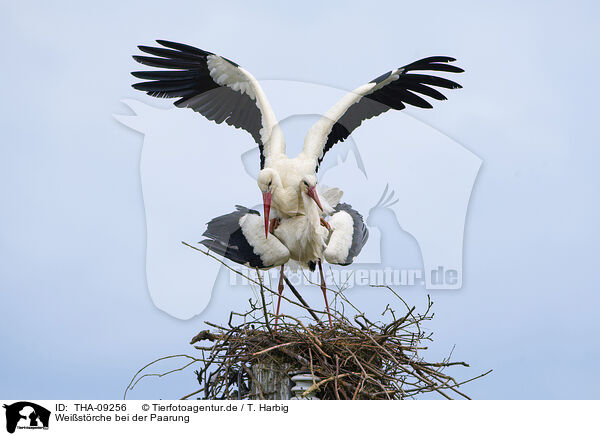 Weistrche bei der Paarung / mating white storks / THA-09256