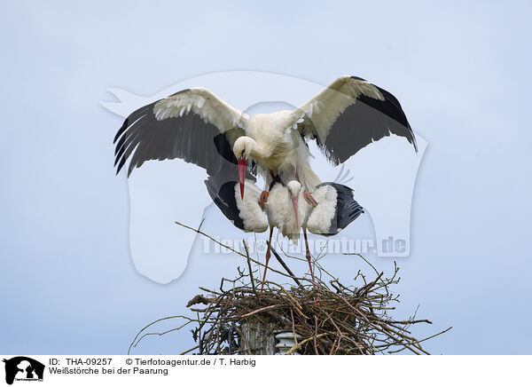 Weistrche bei der Paarung / mating white storks / THA-09257