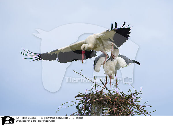 Weistrche bei der Paarung / mating white storks / THA-09258