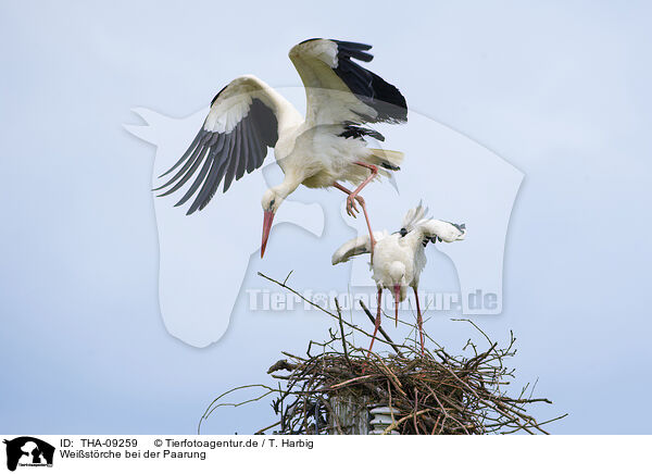 Weistrche bei der Paarung / mating white storks / THA-09259