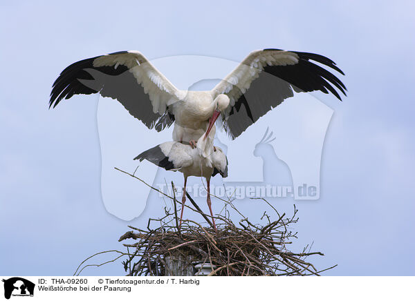 Weistrche bei der Paarung / mating white storks / THA-09260
