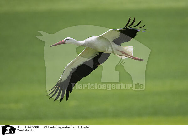 Weistorch / white stork / THA-09309