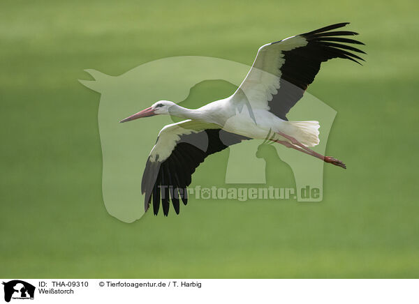 Weistorch / white stork / THA-09310