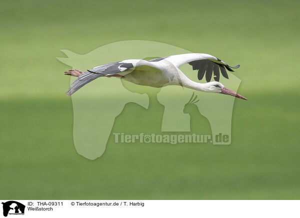 Weistorch / white stork / THA-09311