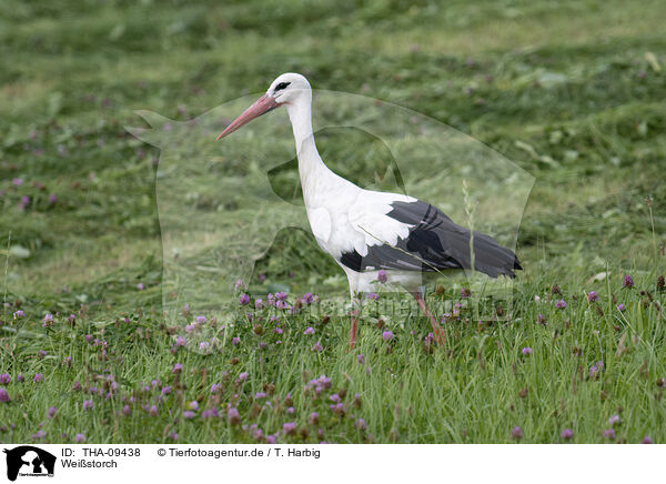 Weistorch / white stork / THA-09438