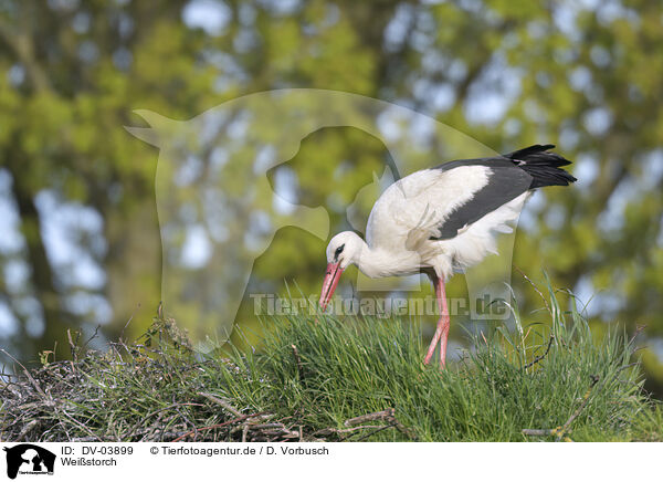 Weistorch / white stork / DV-03899