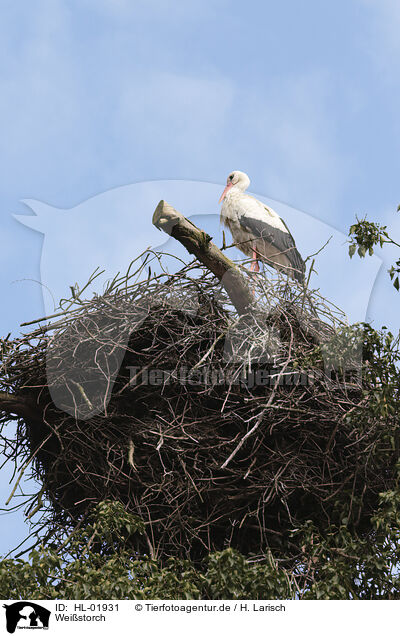 Weistorch / white stork / HL-01931