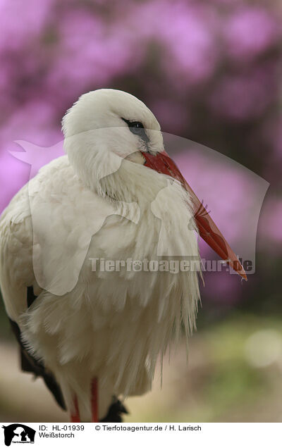 Weistorch / white stork / HL-01939