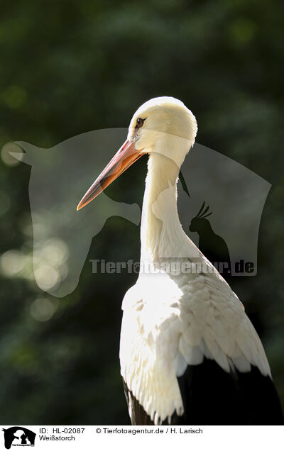 Weistorch / white stork / HL-02087