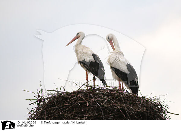 Weistrche / white storks / HL-02099
