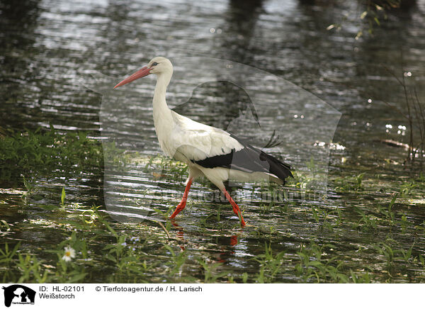Weistorch / white stork / HL-02101
