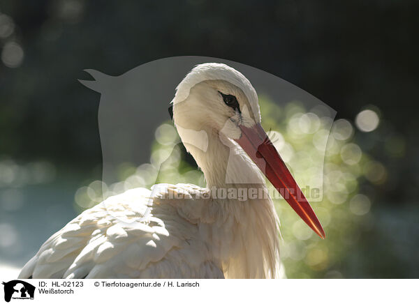 Weistorch / white stork / HL-02123