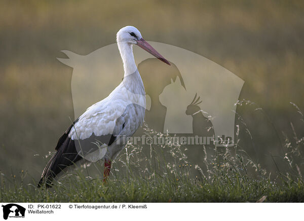 Weistorch / white stork / PK-01622
