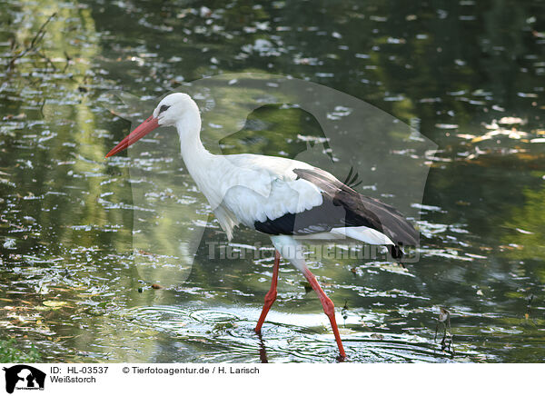 Weistorch / white stork / HL-03537