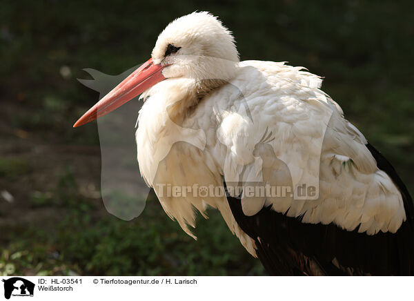 Weistorch / white stork / HL-03541