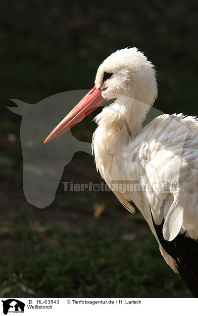Weistorch / white stork / HL-03543
