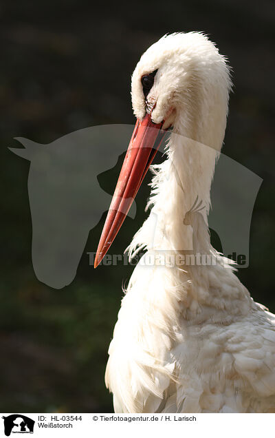 Weistorch / white stork / HL-03544