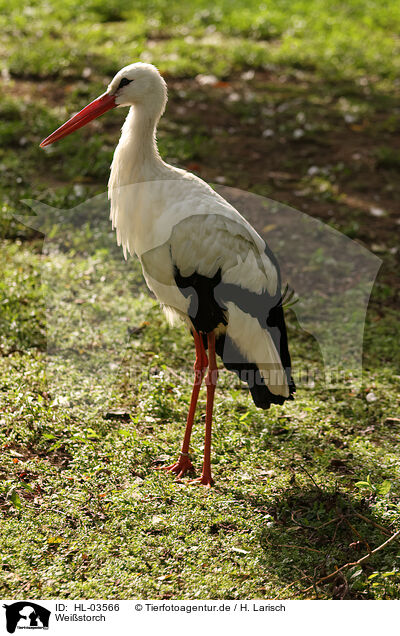 Weistorch / white stork / HL-03566