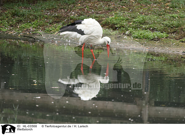 Weistorch / white stork / HL-03568