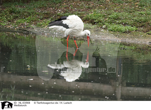 Wei�storch / white stork / HL-03568