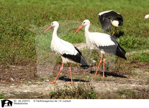 Weistrche / white storks / HL-03573
