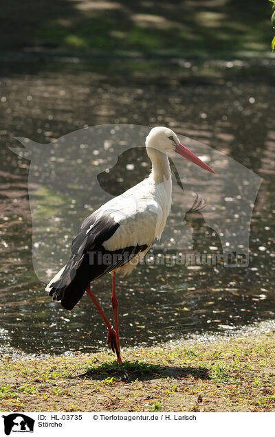 Strche / storks / HL-03735