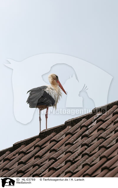 Weistorch / white stork / HL-03769