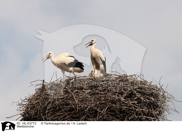 Weistrche / white storks / HL-03773