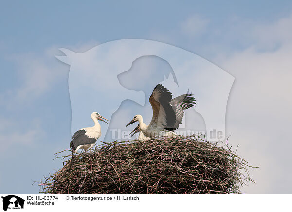 Weistrche / white storks / HL-03774