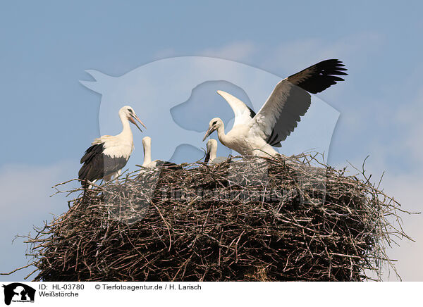 Weistrche / white storks / HL-03780