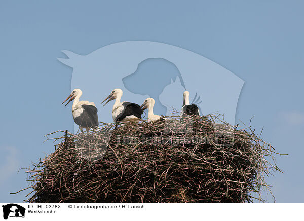 Weistrche / white storks / HL-03782