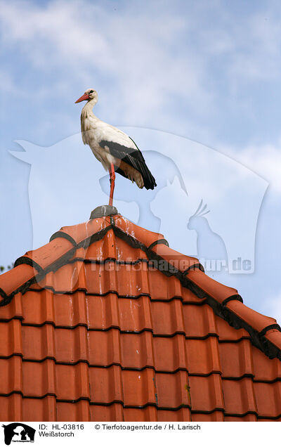 Weistorch / white stork / HL-03816