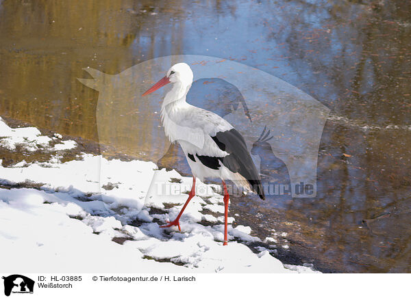 Weistorch / white stork / HL-03885