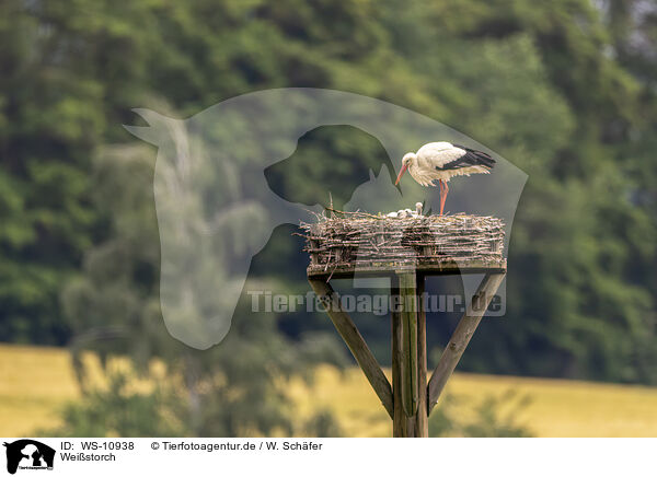 Weistorch / White Stork / WS-10938