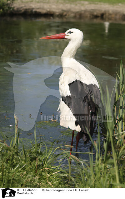 Weistorch / white stork / HL-04556