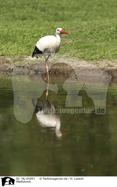 Weistorch / white stork / HL-04561
