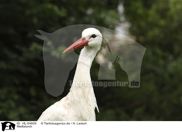 Weistorch / white stork / HL-04609