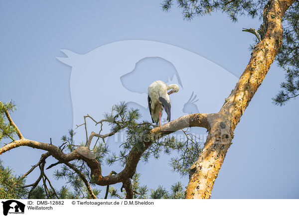 Weistorch / white stork / DMS-12882