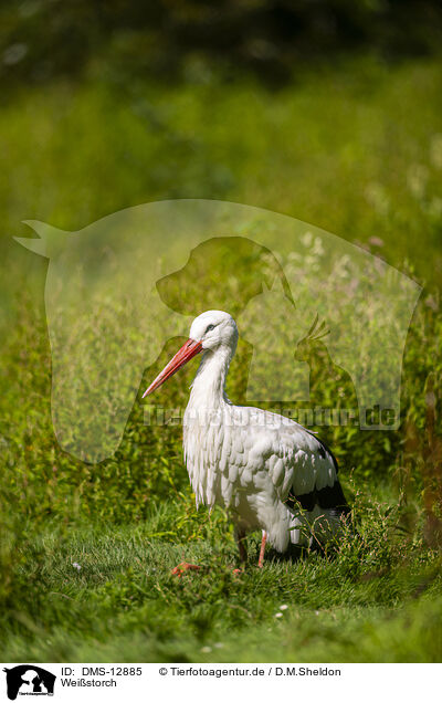 Weistorch / white stork / DMS-12885