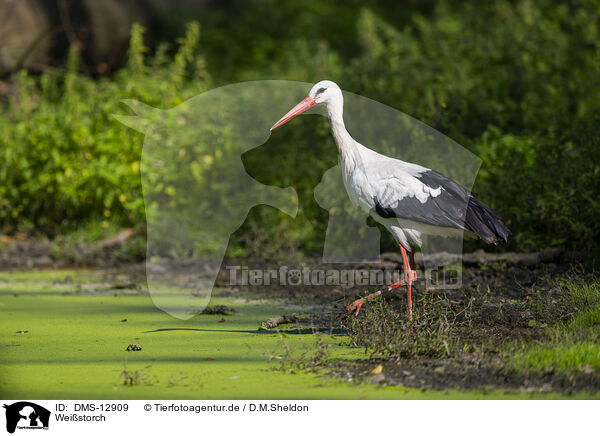 Weistorch / white stork / DMS-12909