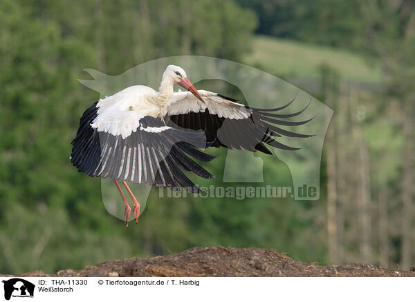 Weistorch / THA-11330