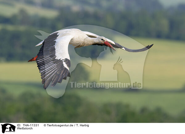 Weistorch / white stork / THA-11331