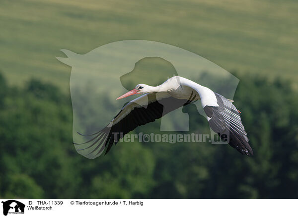Weistorch / white stork / THA-11339