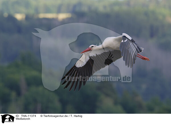 Weistorch / white stork / THA-11374