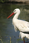 Weistorch