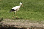 Weistorch