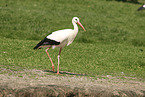 Weistorch