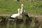 Weistorch
