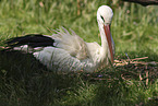 Weistorch