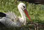 Weistorch